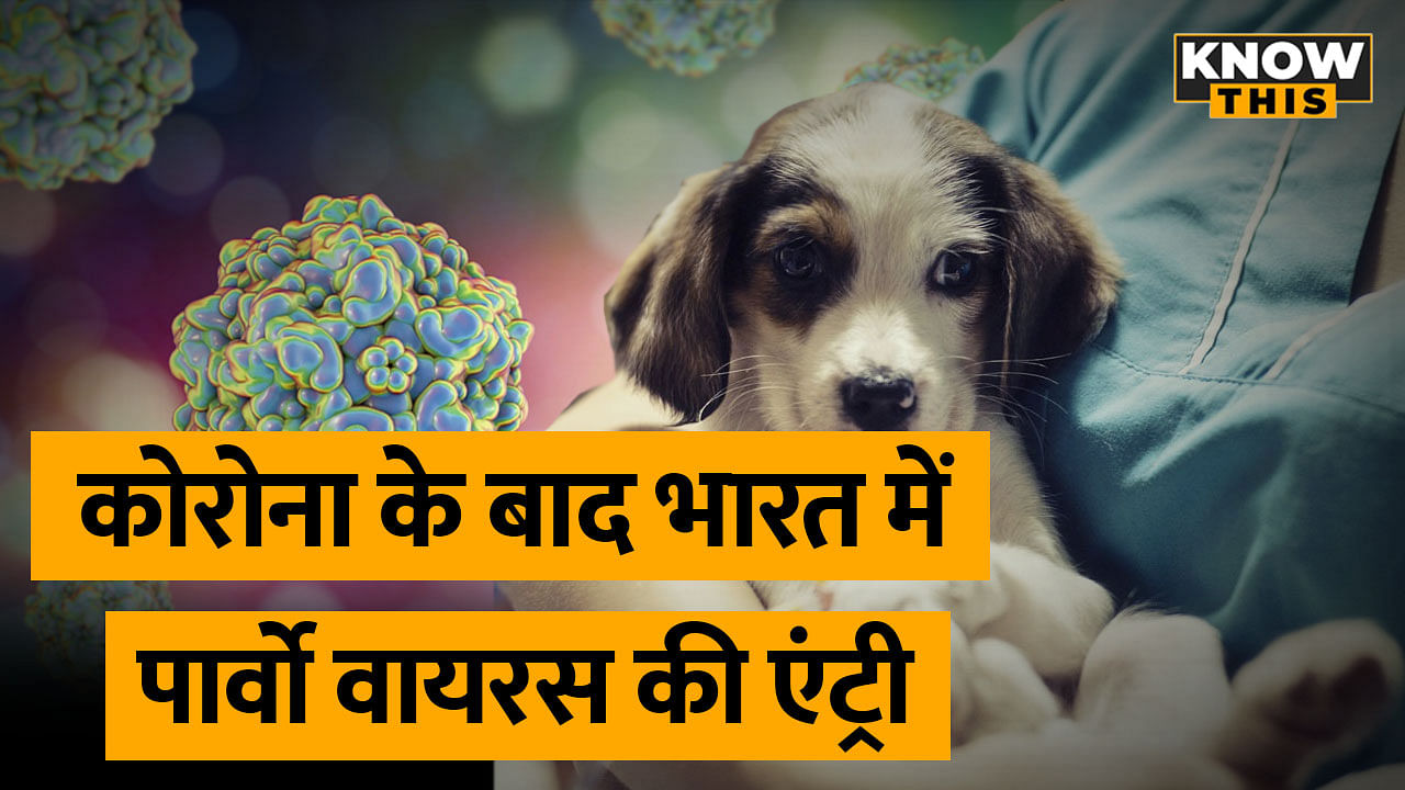 KNOW THIS: Maharashtra में Parvovirus से 2 हजार कुत्ते संक्रमित, जानें इसके बारे में सब कुछ 